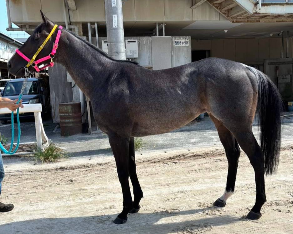 ウイングランブルー　　牡６歳　　※地方競馬　在籍_main1