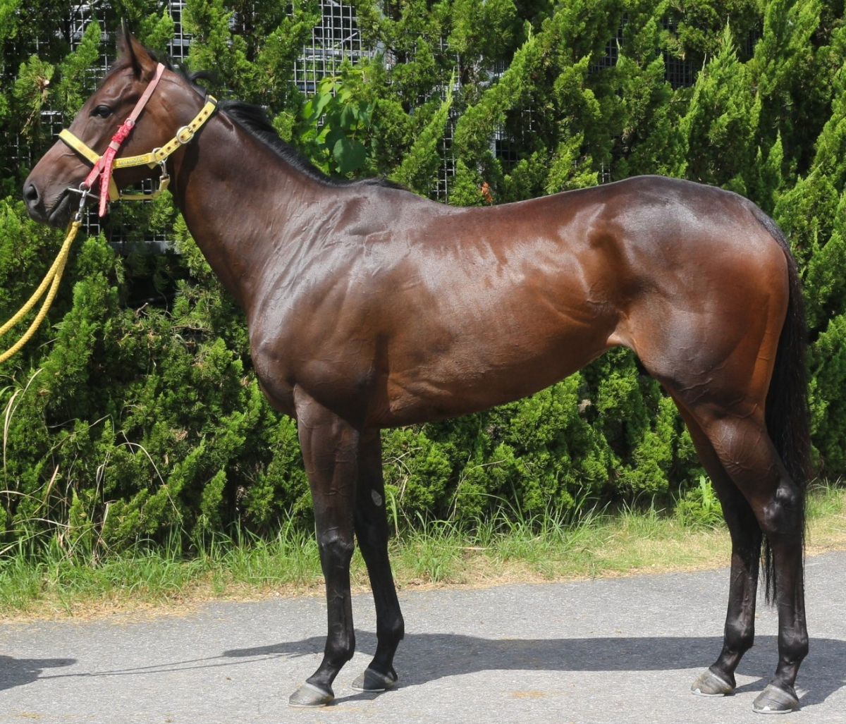 ベルフィーノ 牝3歳 ※中央競馬 登録抹消 | サラブレッドオークション