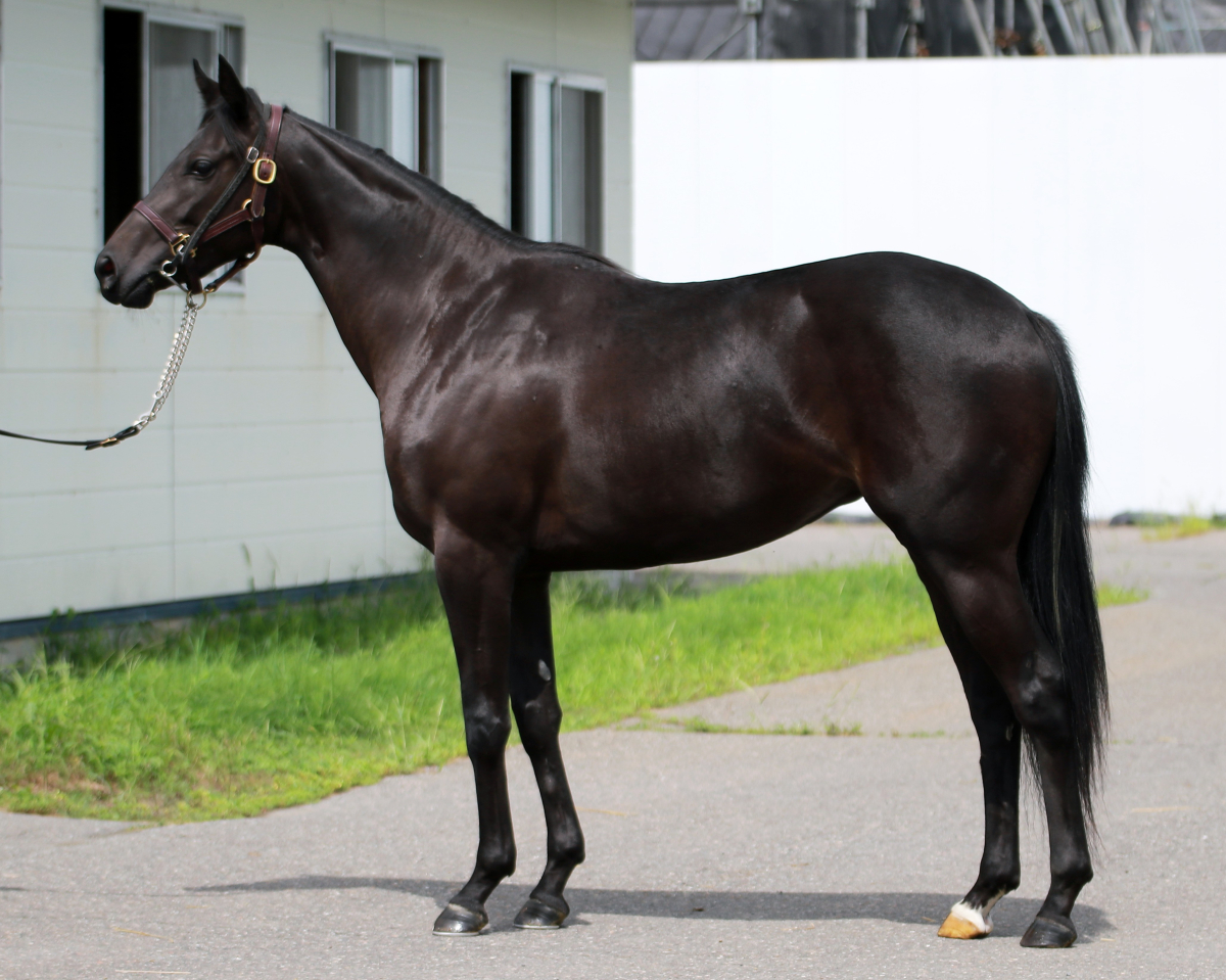 カブリオレの24　　牝２歳　　※育成馬　育成中の２歳馬_main1
