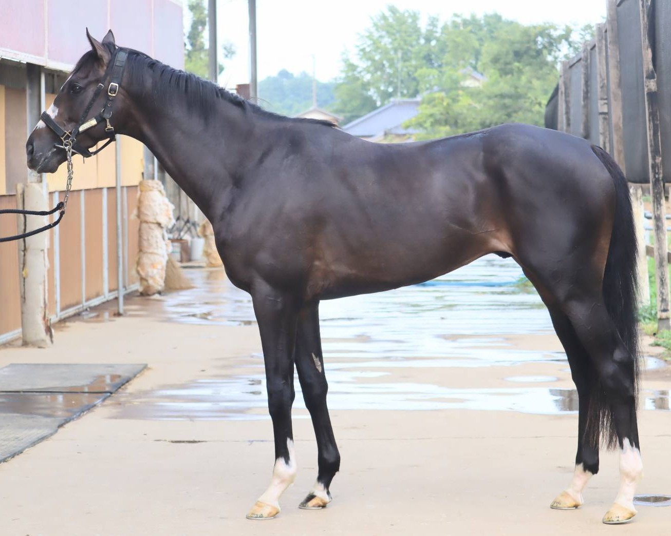 アエログラム　　牡３歳　　※中央競馬　登録抹消_main1