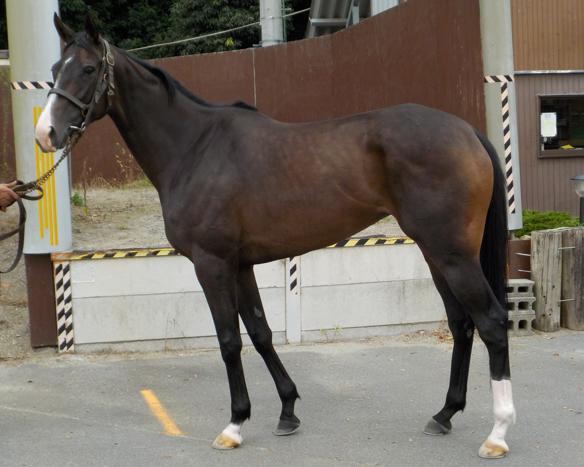 アオゾラランチ　　牝３歳　　※中央競馬　登録抹消_main1