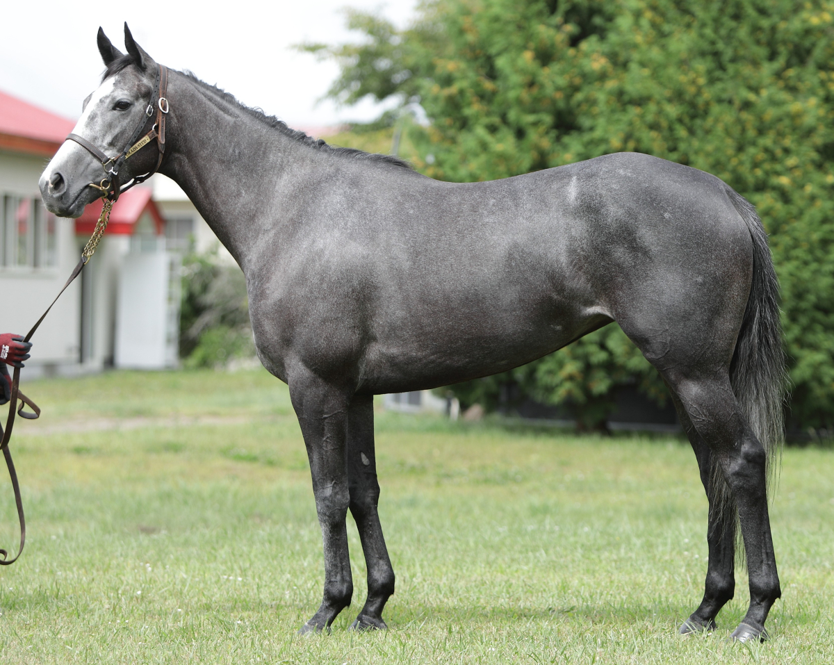 アッシュグレイス　　牝３歳　　※中央競馬　登録抹消_main1