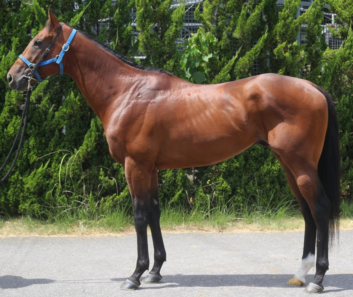 アルダ　　牡３歳　　※中央競馬　登録抹消_main1