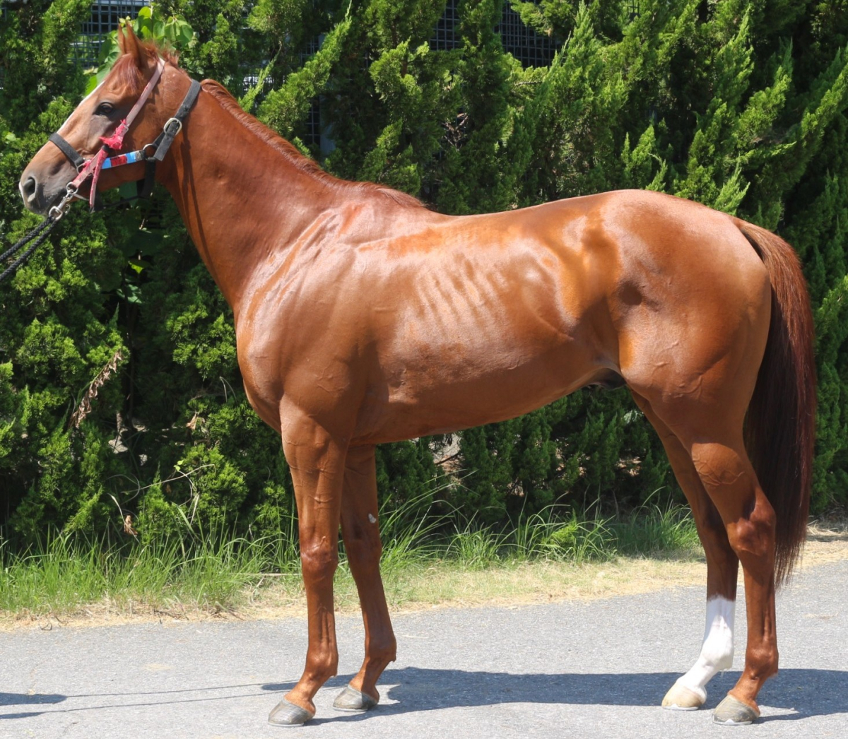 ヴォーゲ　　牡３歳　　※中央競馬　登録抹消_main1