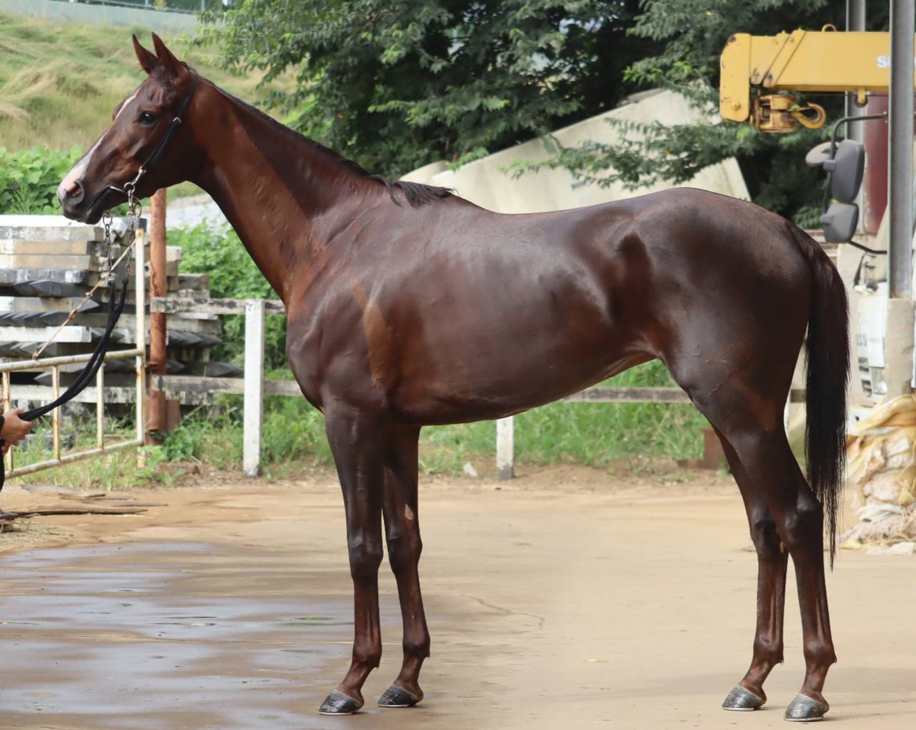 エリオステモン　　牝３歳　　※中央競馬　登録抹消_main1