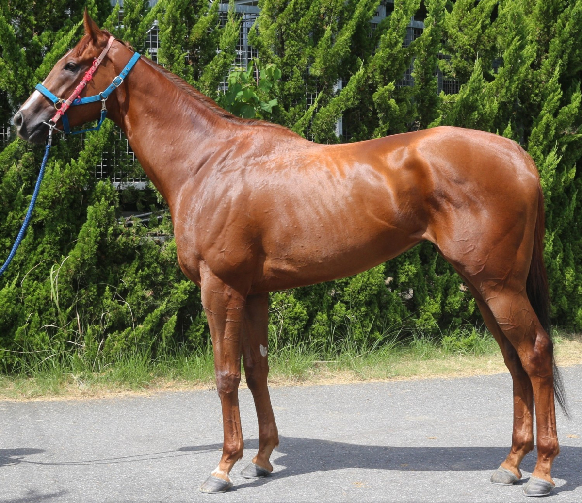 エクスマウス　　牝３歳　　※中央競馬　登録抹消_main1