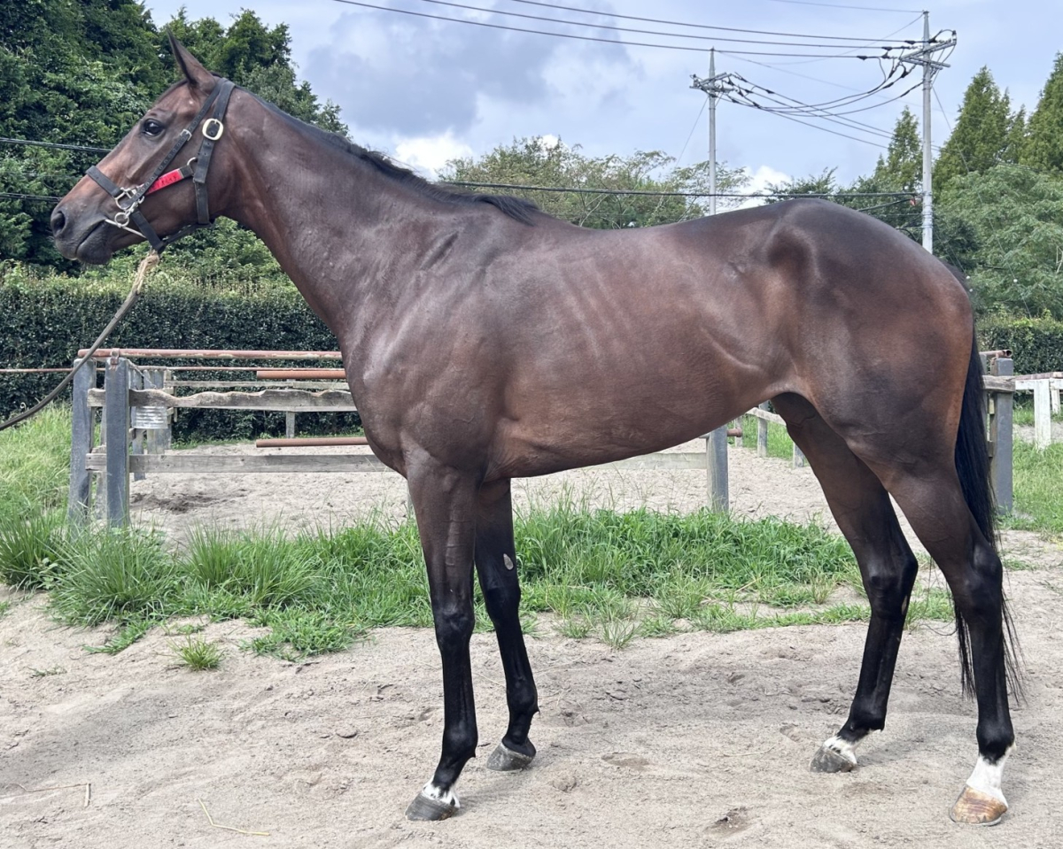 カゼノオモイデ　　牝３歳　　※中央競馬　登録抹消_main1