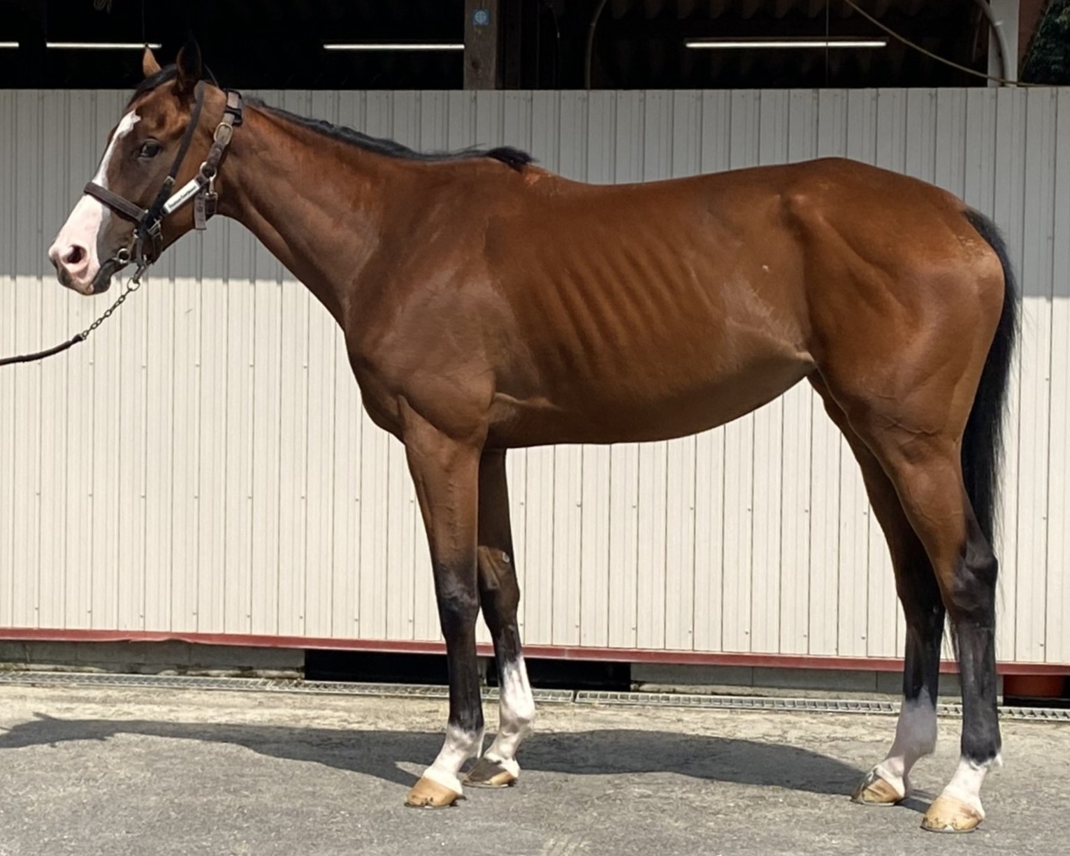 クリノゴージャス　　牝３歳　　※中央競馬　登録抹消_main1