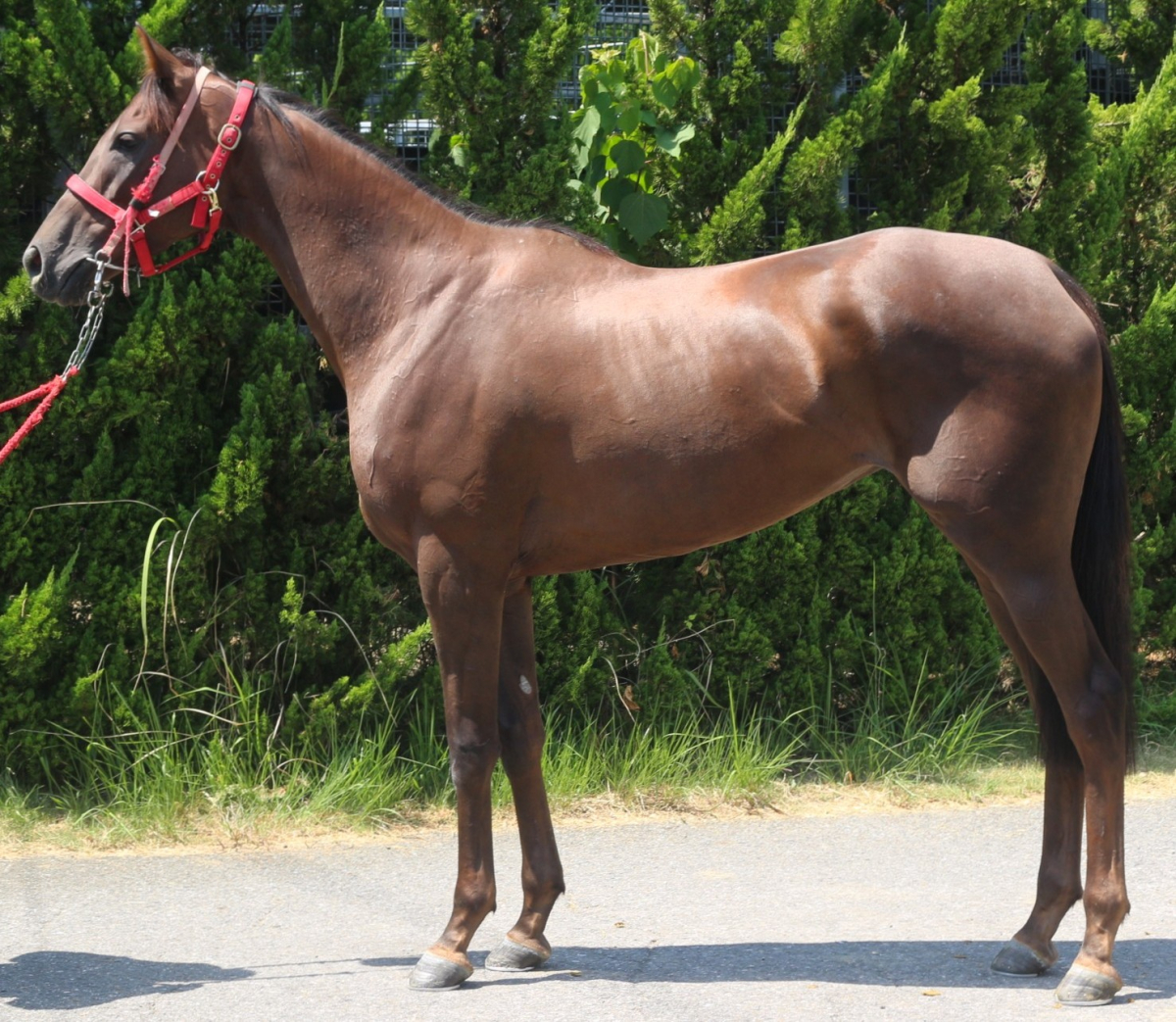 サンジルダール　　牝３歳　　※中央競馬　登録抹消_main1