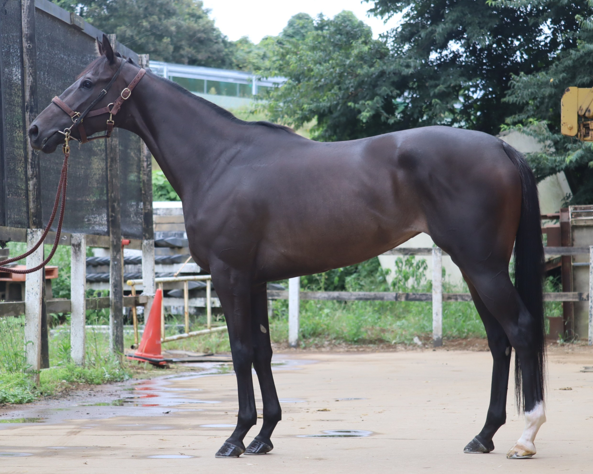 ダイユウレゾナンス　　牝３歳　　※中央競馬　登録抹消_main1