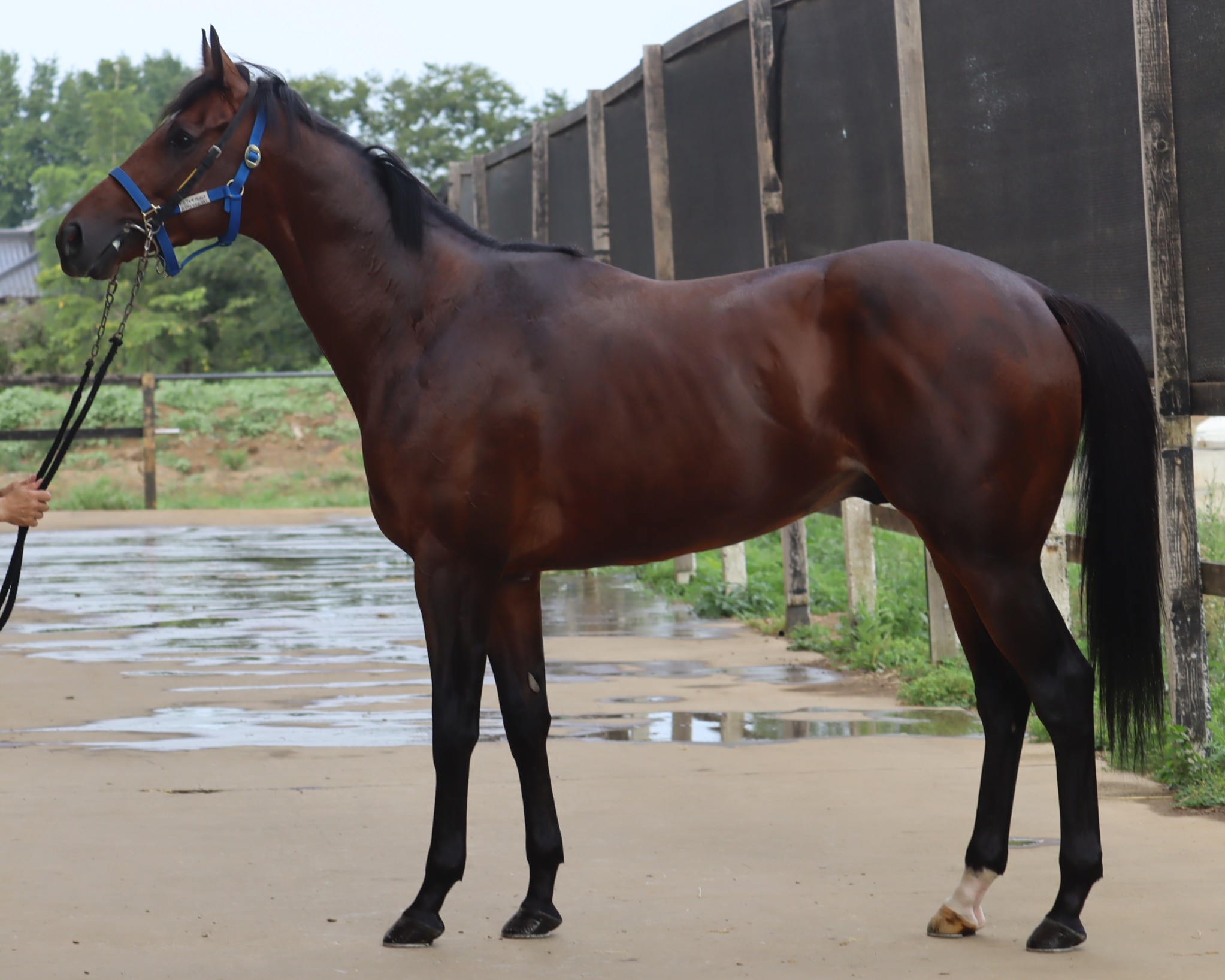 トレフォイルノット　　牡３歳　　※中央競馬　登録抹消_main1