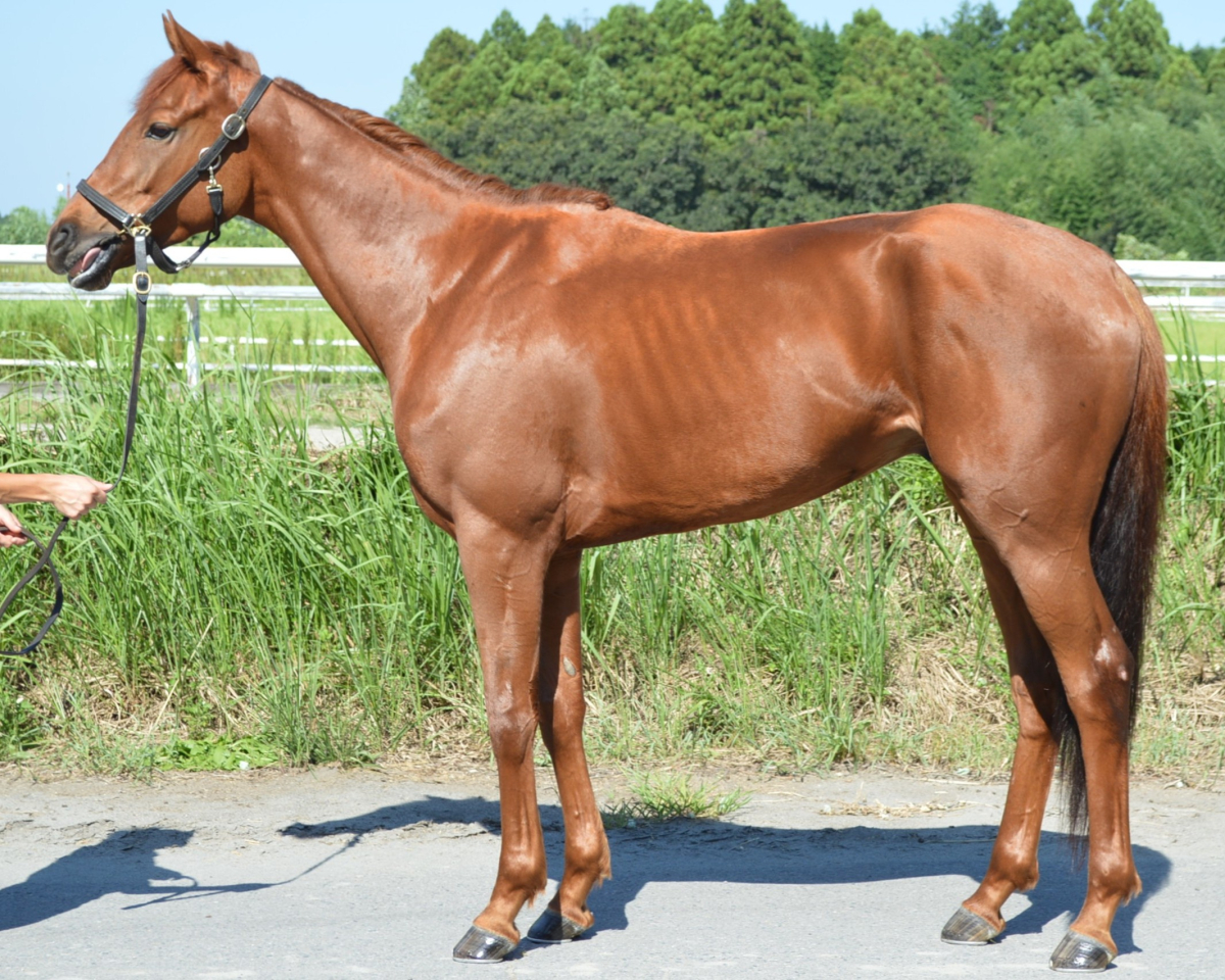 ノクターナルハント　　セン３歳　　※中央競馬　登録抹消_main1