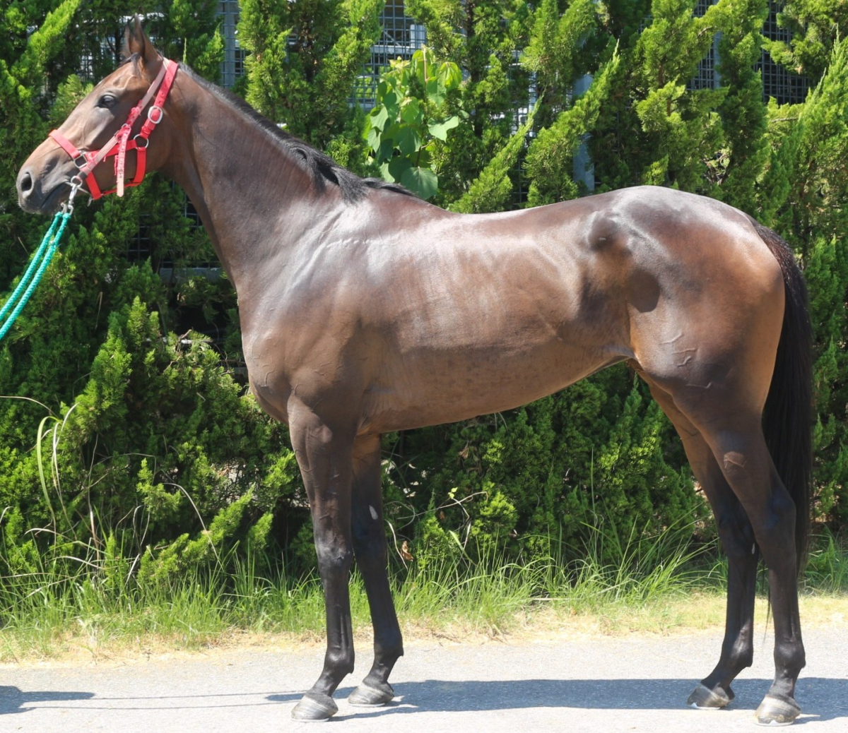 ノクスカンパーナ　　牝３歳　　※中央競馬　登録抹消_main1