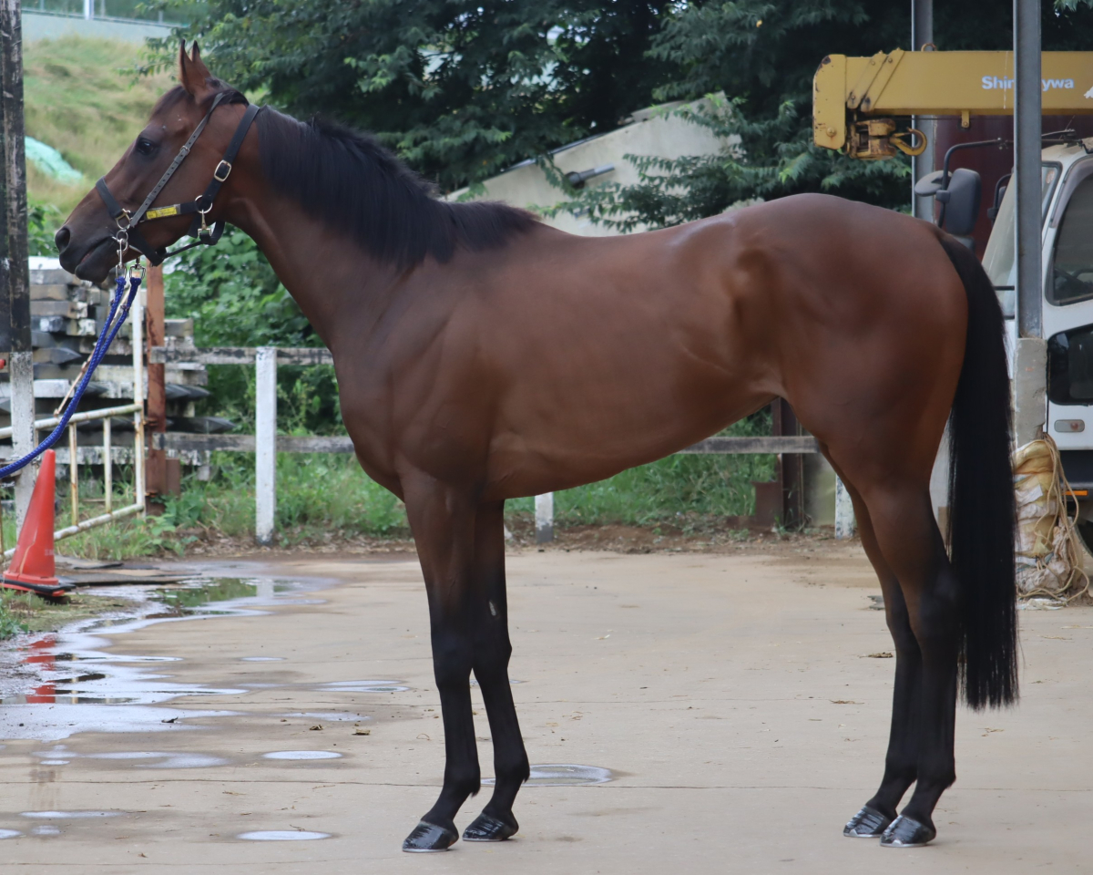 ホウオウライラック　　牝３歳　　※中央競馬　登録抹消_main1