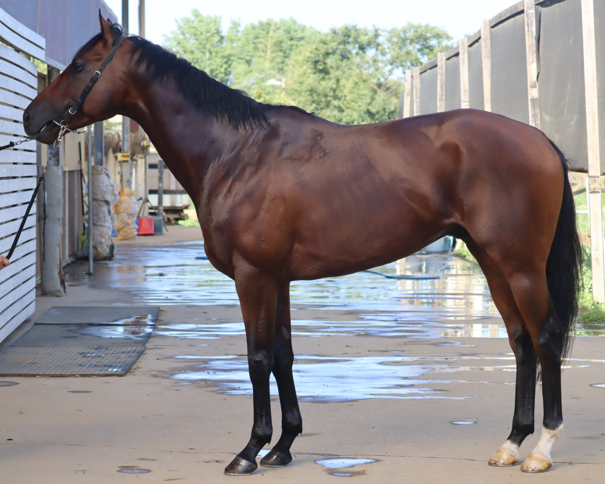 メイショウソラル　　牡３歳　　※中央競馬　登録抹消_main1