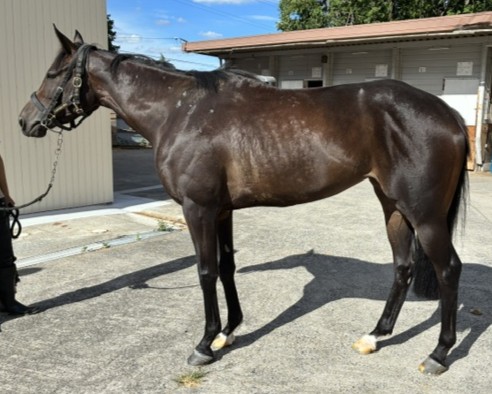 メイショウハネウマ　　牝３歳　　※中央競馬　登録抹消_main1