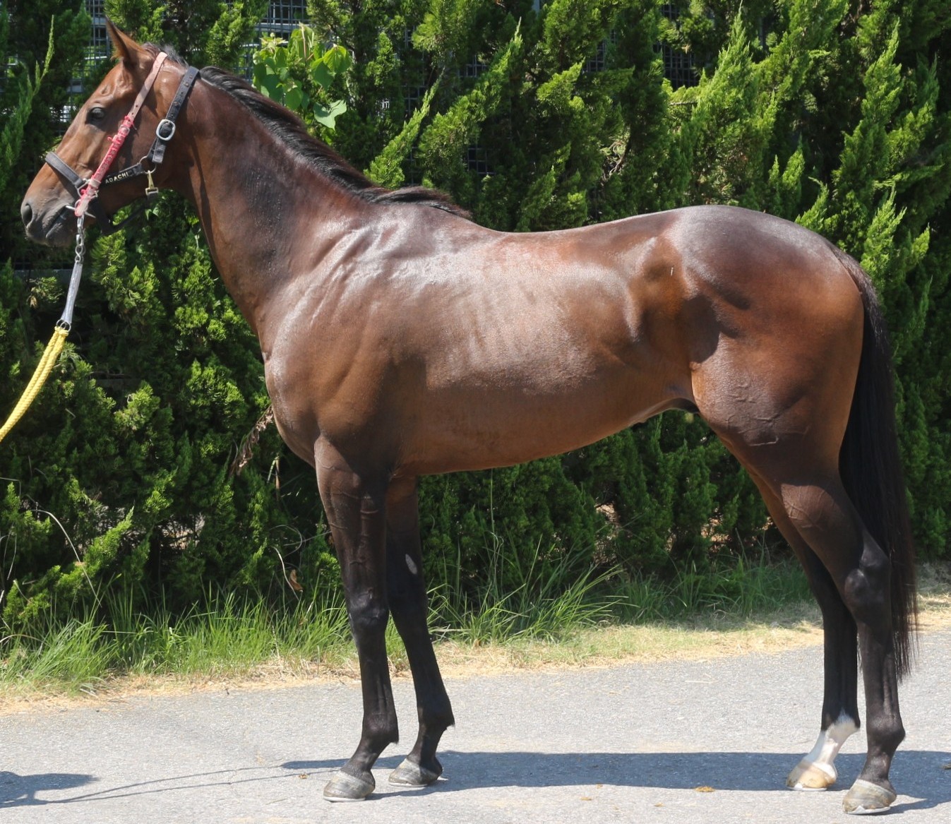 メイショウユウゲン　　牡３歳　　※中央競馬　登録抹消_main1