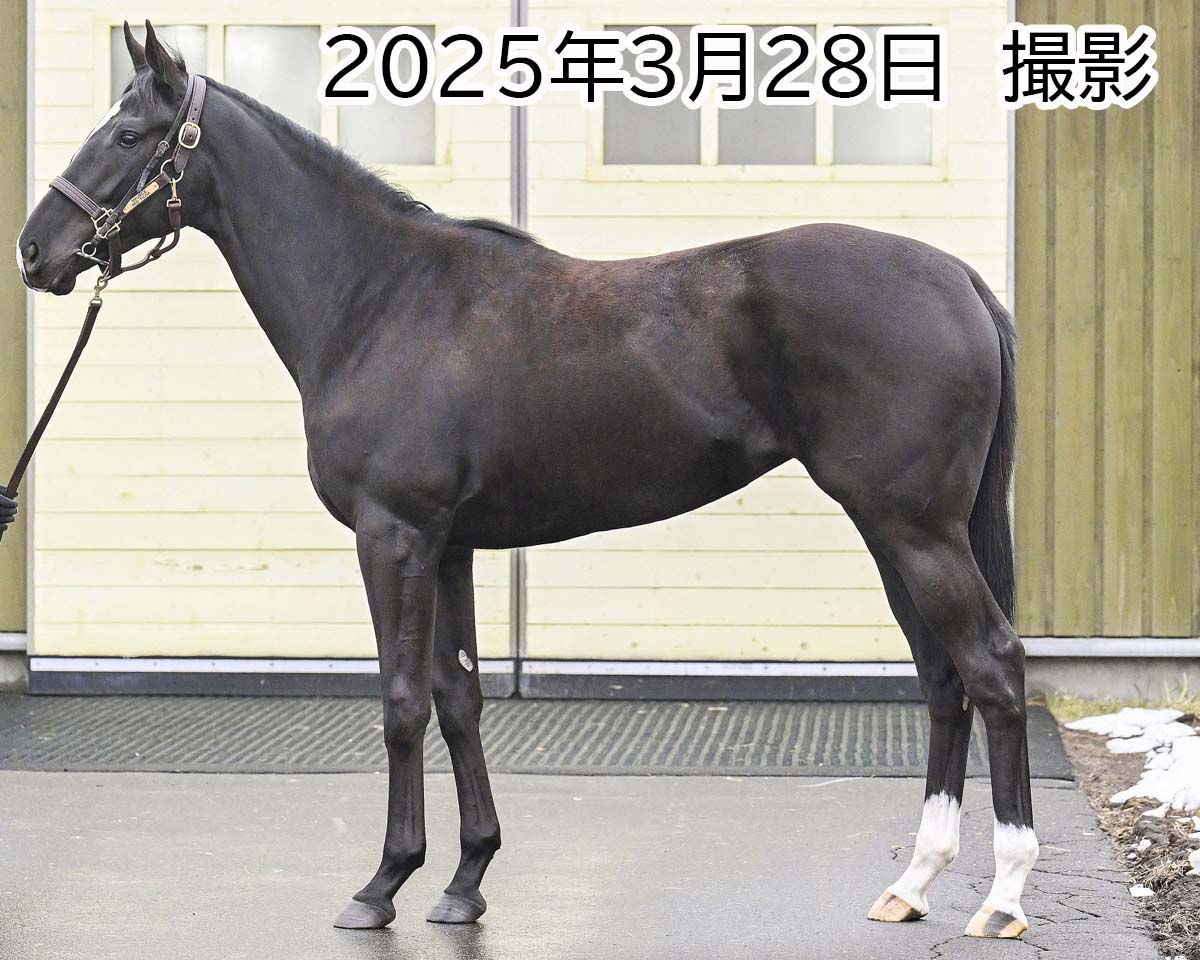 モーリア　　牝３歳　　※中央競馬　登録抹消_main1