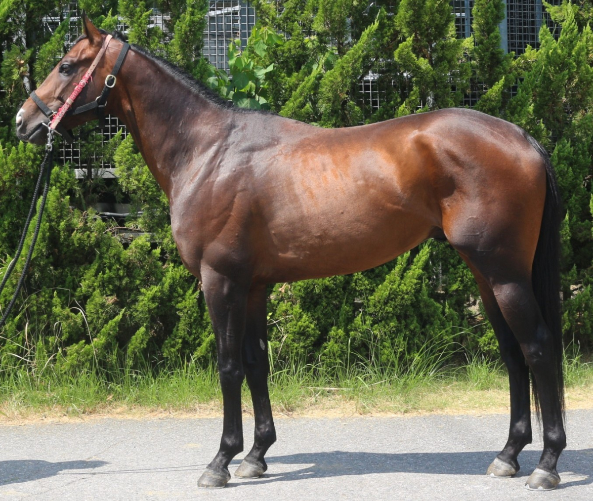 リベンジャー　　牡３歳　　※中央競馬　登録抹消_main1