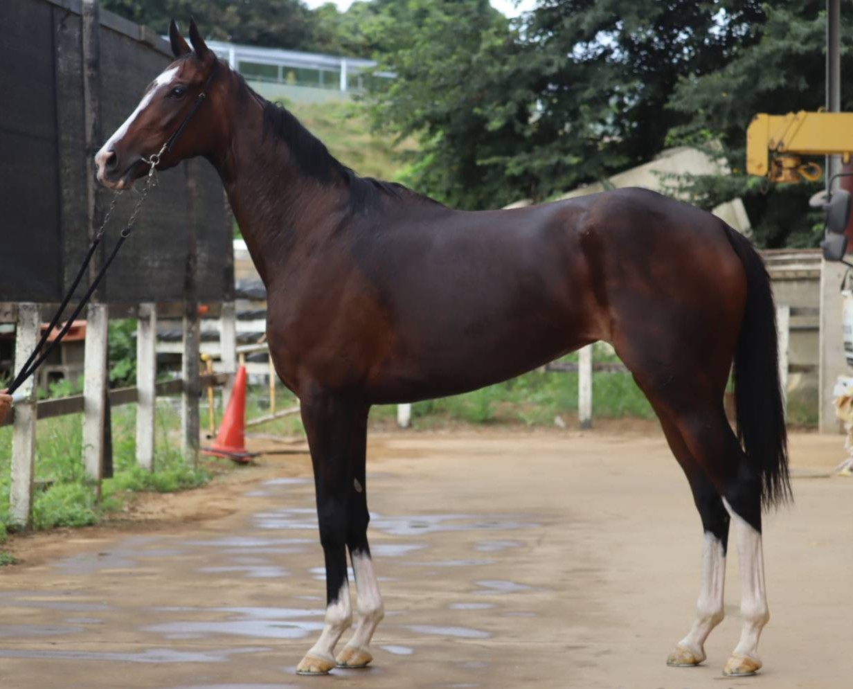 レディホークダイヤ　　牝３歳　　※中央競馬　登録抹消_main1