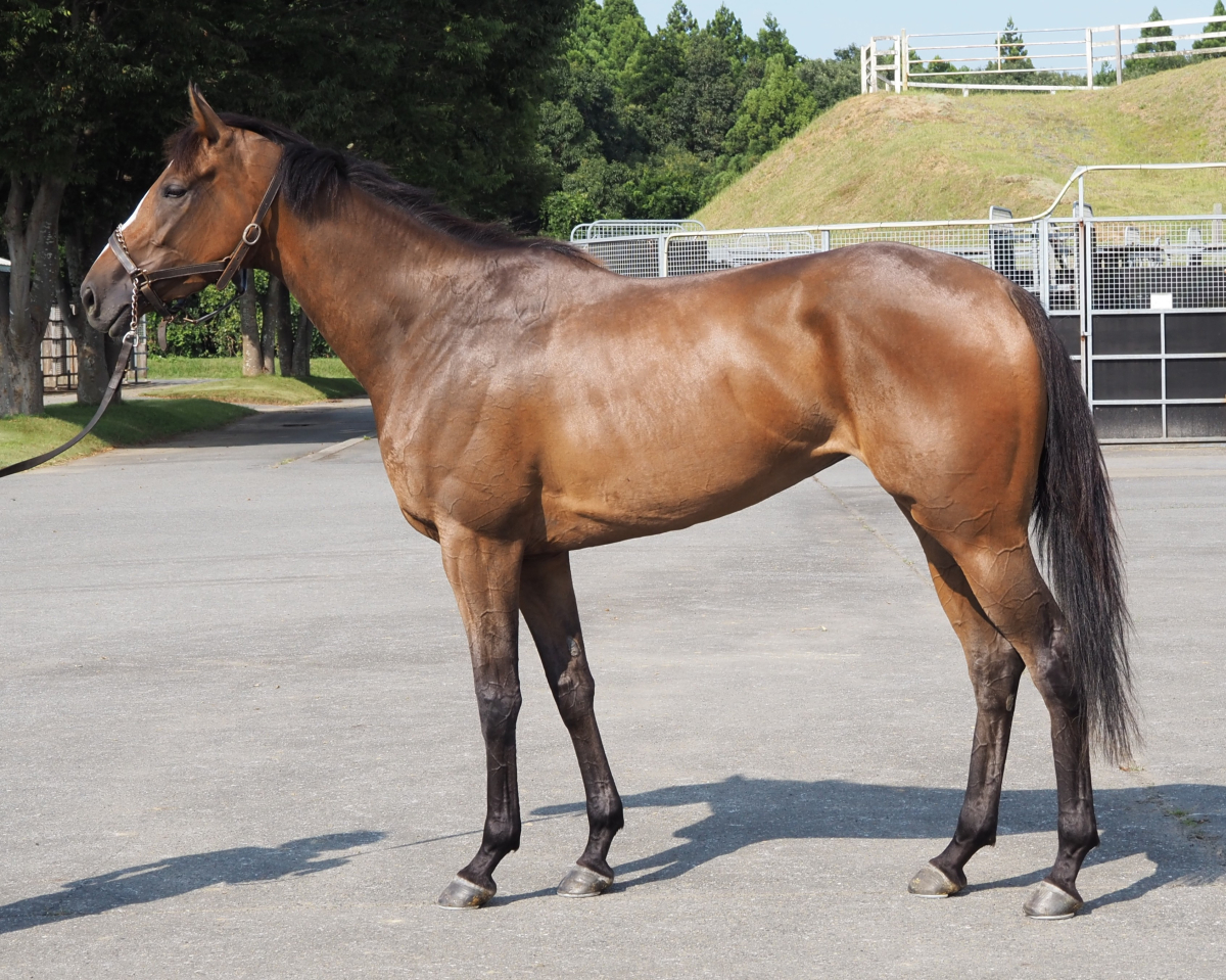 レーヌシェーヌ　　牝３歳　　※中央競馬　登録抹消_main1