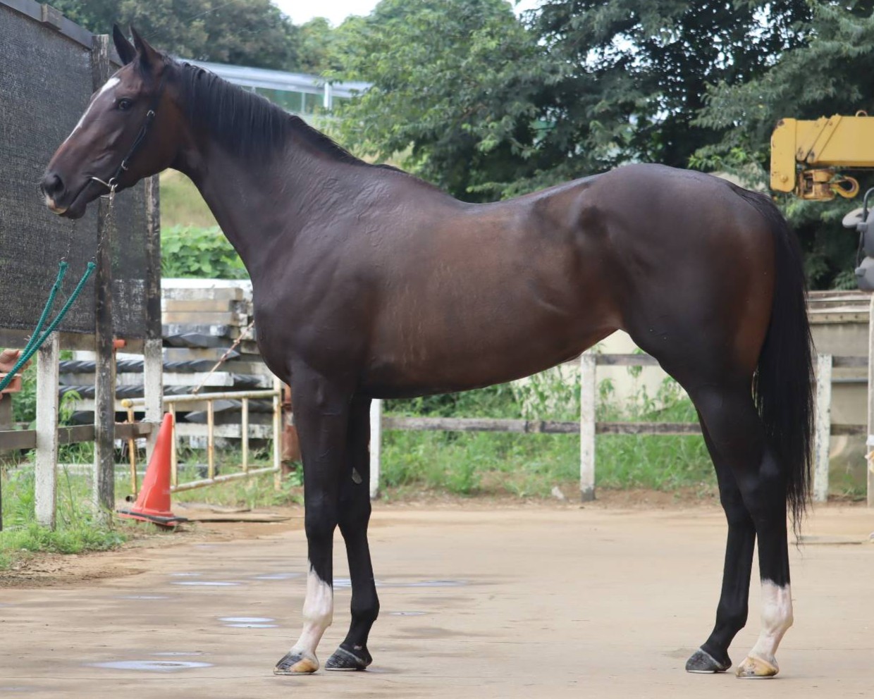 ウラヌスリング　　牝３歳　　※中央競馬　登録抹消_main1