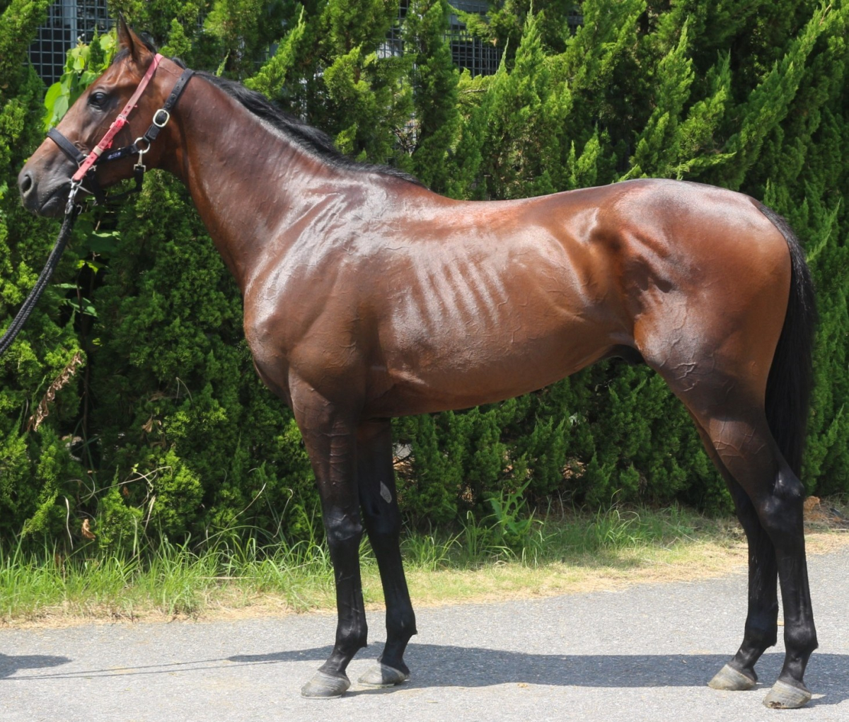 バチラ　　牡３歳　　※中央競馬　登録抹消_main1