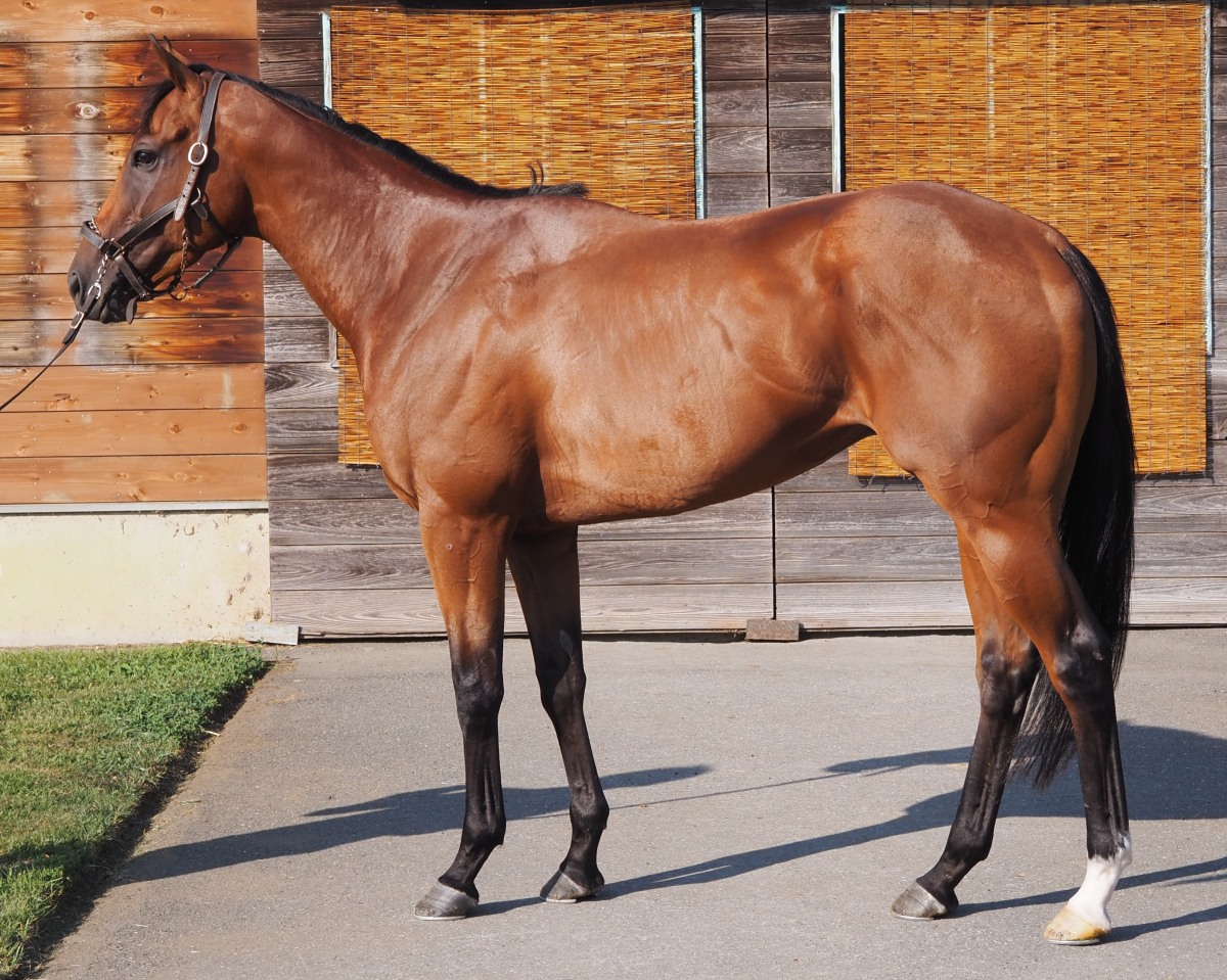 コスモアンタレス　　牡３歳　　※中央競馬　登録抹消_main1