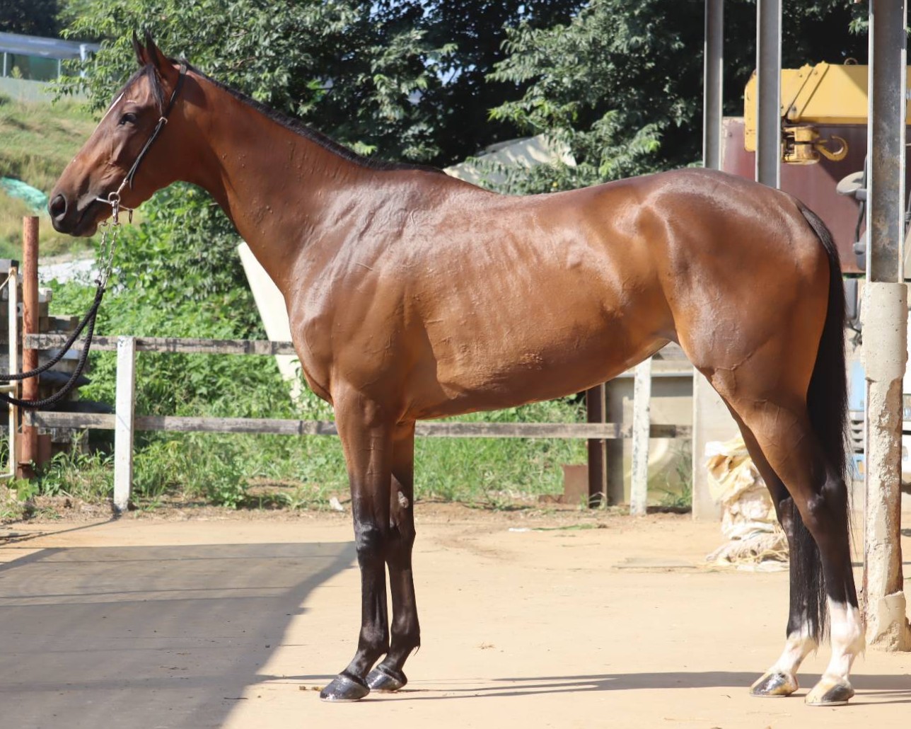 シエラモレーナ　　牝３歳　　※中央競馬　登録抹消_main1