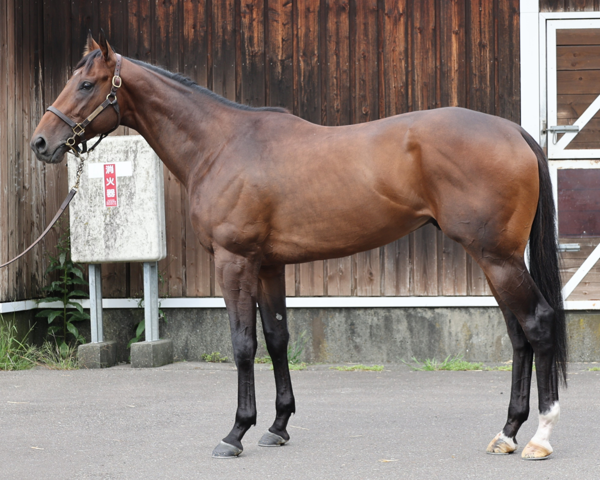 エクラドット　　牡３歳　　※中央競馬　登録抹消_main1
