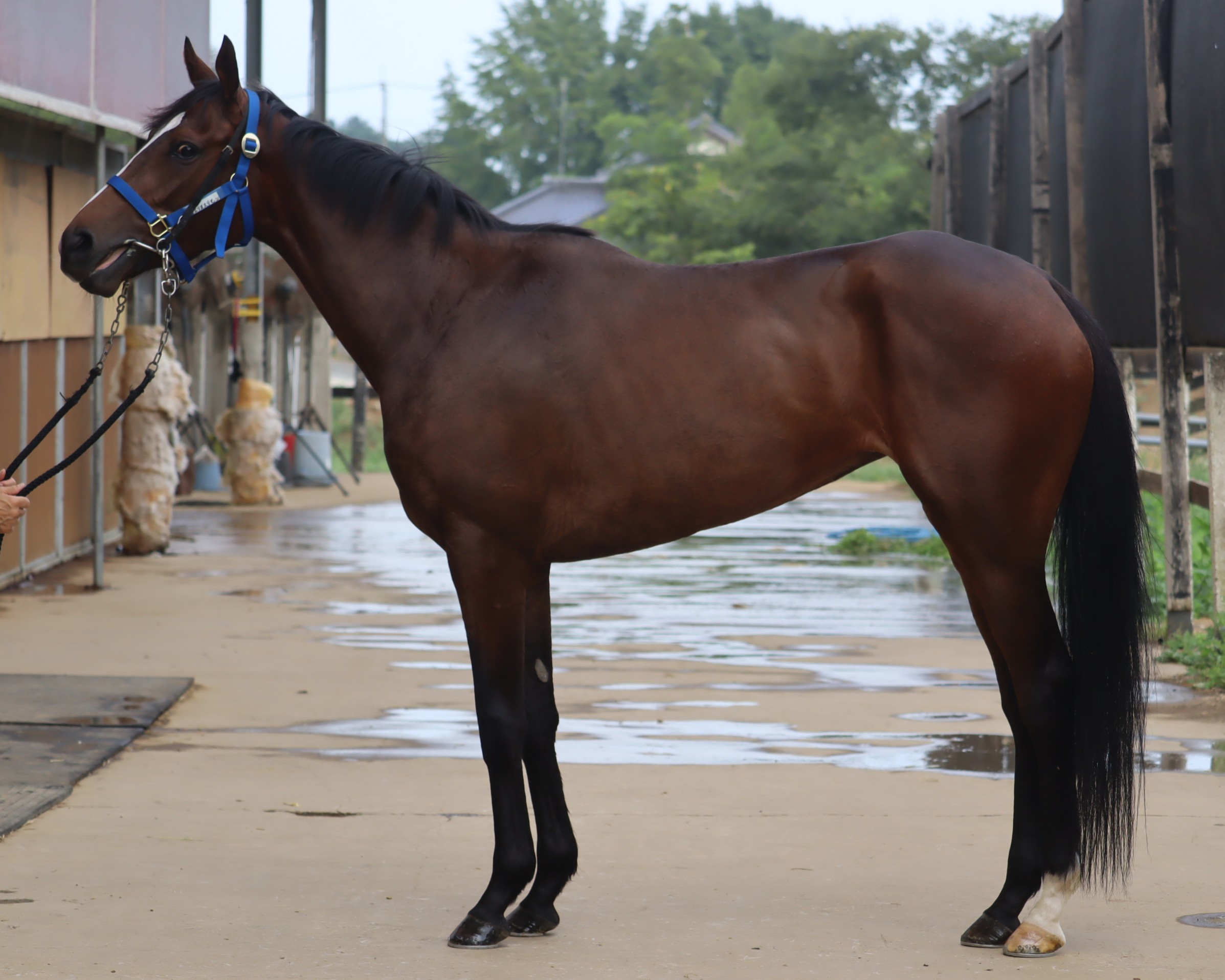 ドナディクオーレ　　牝３歳　　※中央競馬　登録抹消_main1