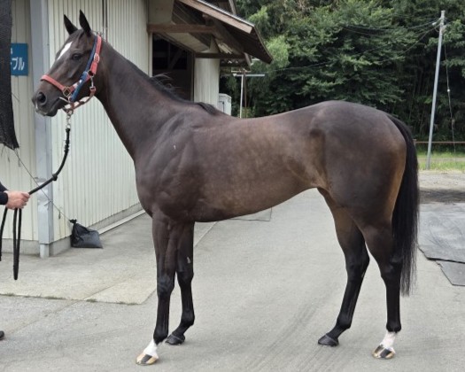 リアアーテシアン　　牝３歳　　※中央競馬　登録抹消_main1