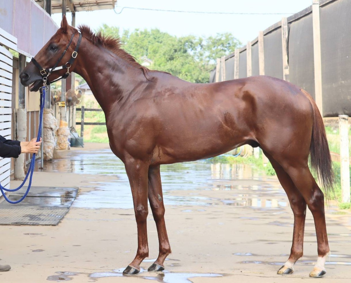 ローレルクラウン　　牡３歳　　※中央競馬　登録抹消_main1