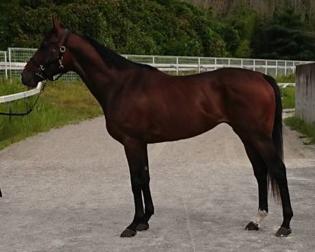 マイネルホウセン　　牡３歳　　※中央競馬　登録抹消_main1