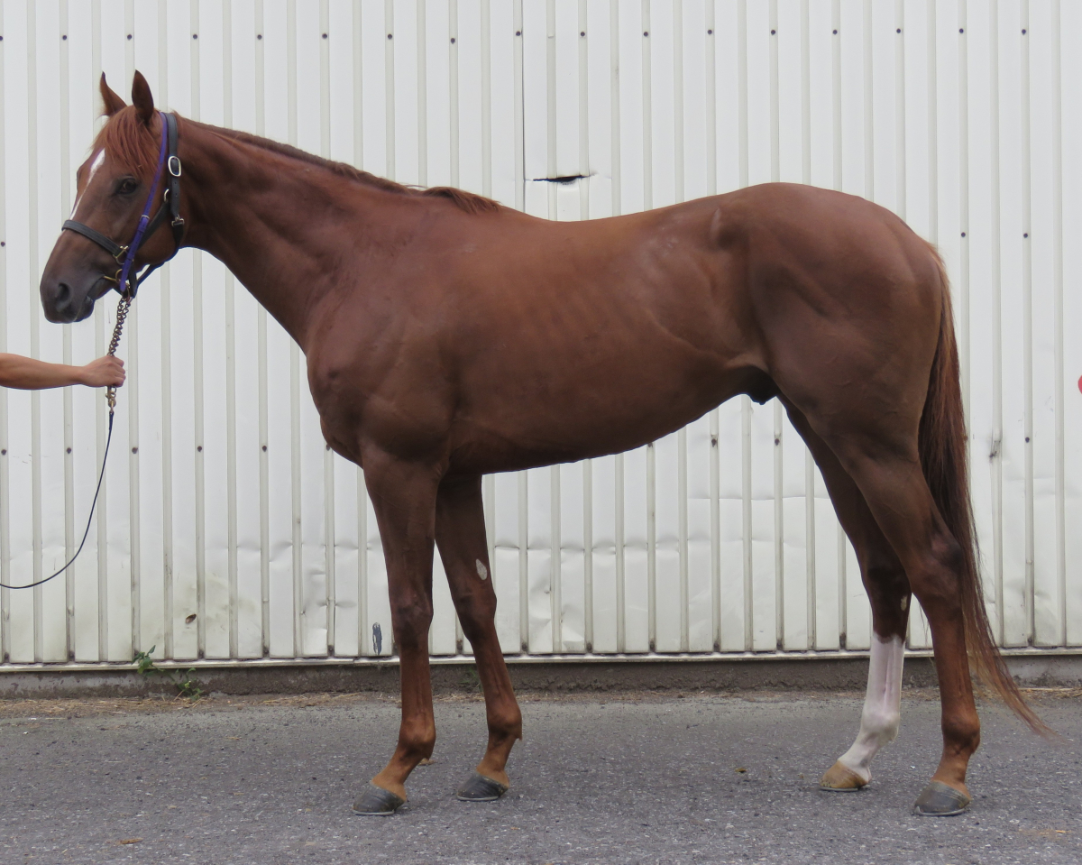 ユイハホンキダゼ　　牡３歳　　※中央競馬　登録抹消_main1