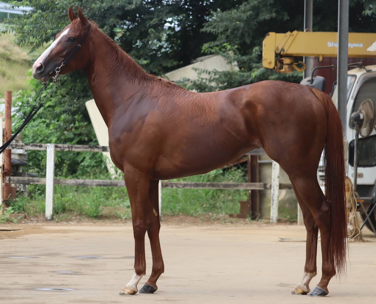オレンジリバー　　牝３歳　　※中央競馬　登録抹消_main1