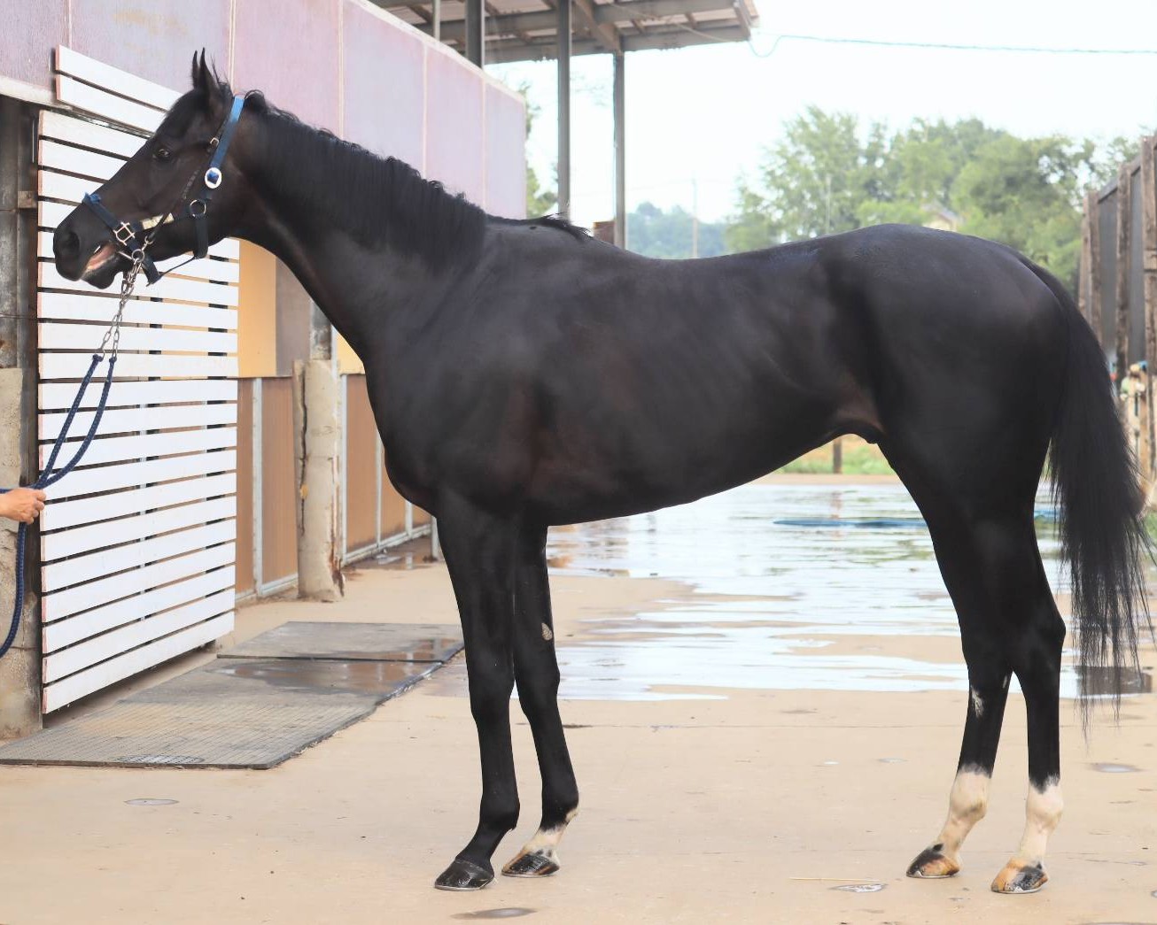ハニージョー　　牡３歳　　※中央競馬　登録抹消_main1