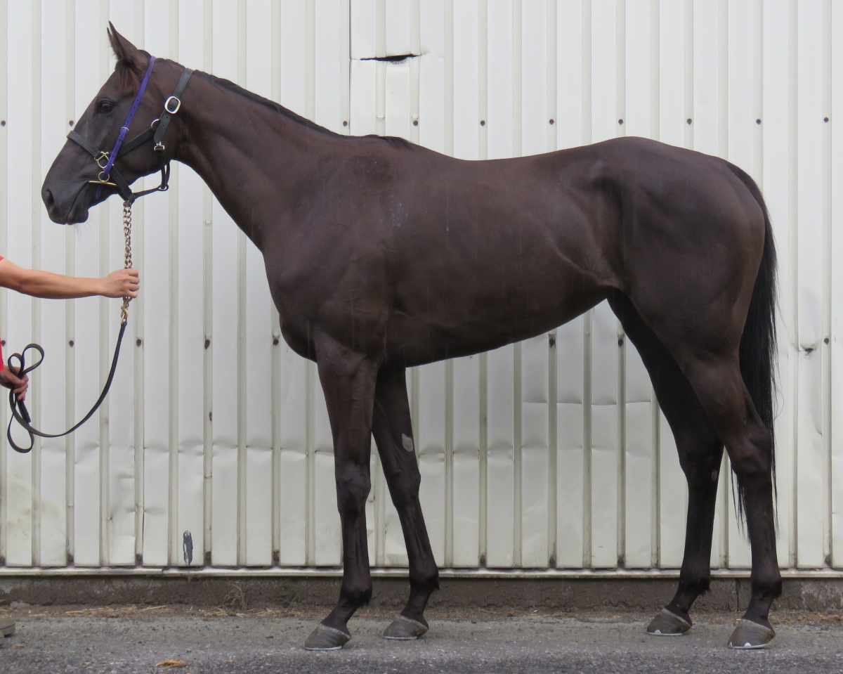 コウソクユノ　　牝３歳　　※中央競馬　登録抹消_main1