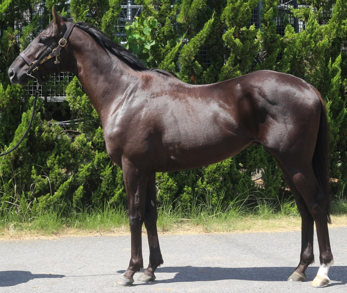 ウェイヴムーン　　牡３歳　　※中央競馬　登録抹消_main1