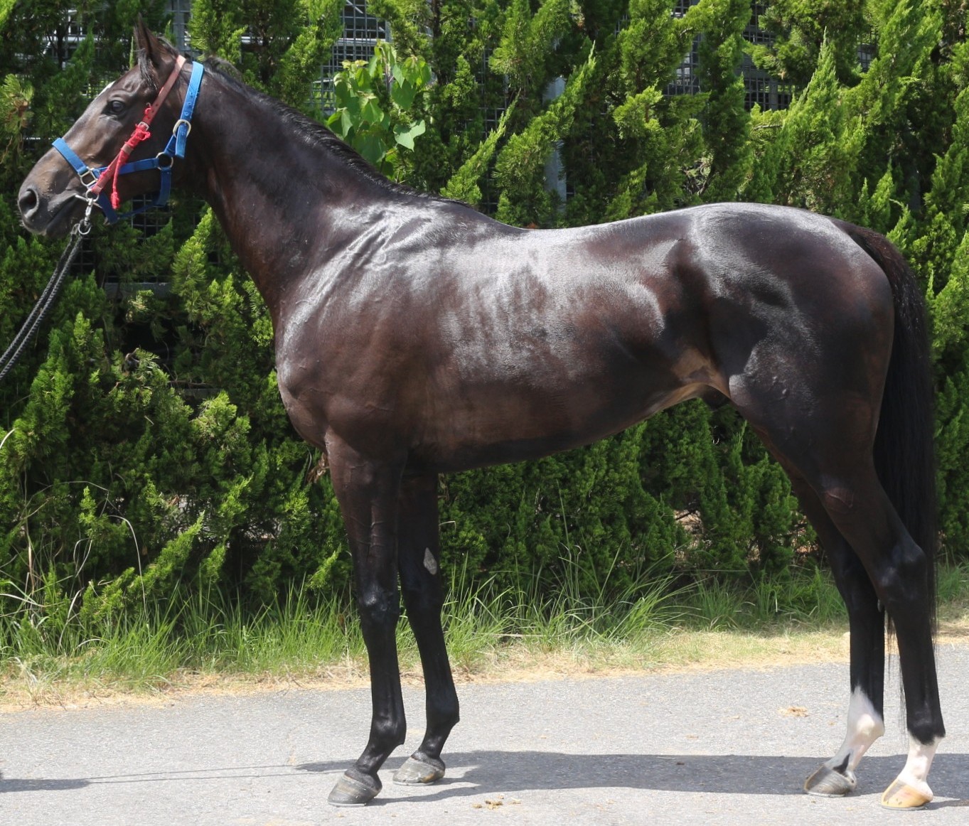 アビル　　牡３歳　　※中央競馬　登録抹消_main1