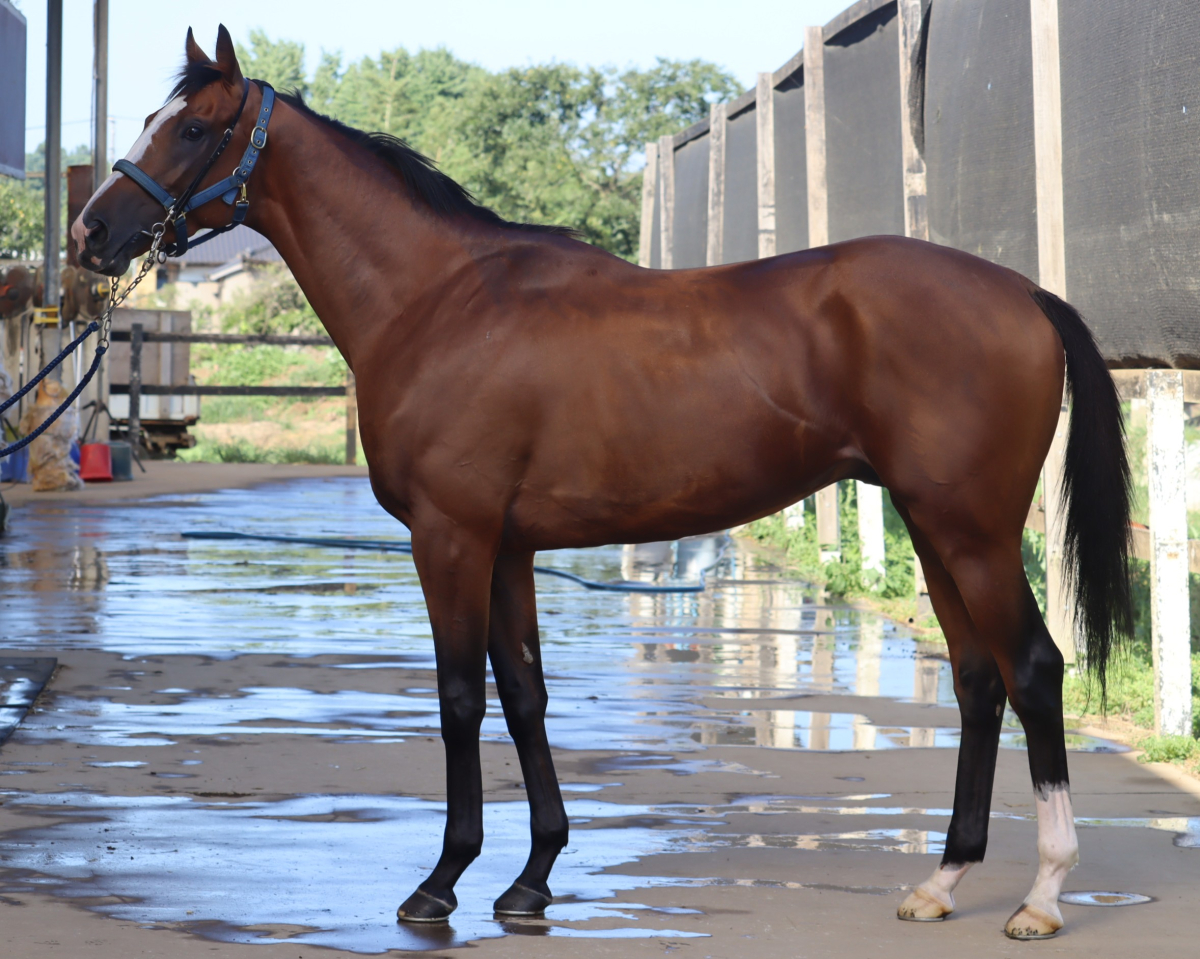 ベアダイヤモンド　　牡３歳　　※中央競馬　登録抹消_main1