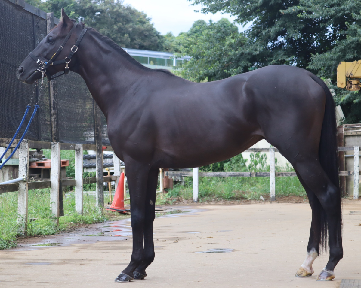 ダイユウファリーナ　　牡５歳　　※中央競馬　登録抹消_main1