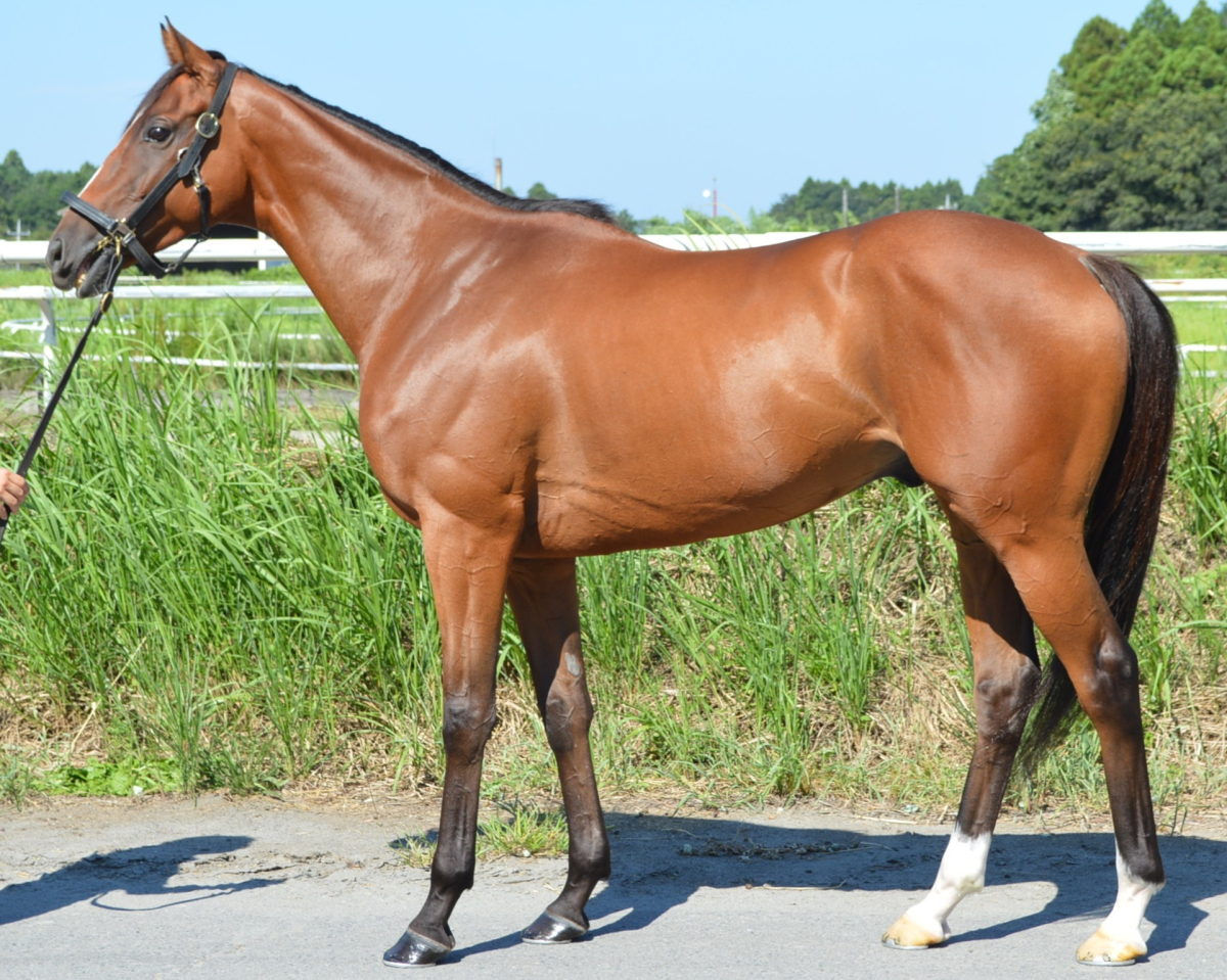 クリフハンガー　　セン５歳　　※中央競馬　登録抹消_main1