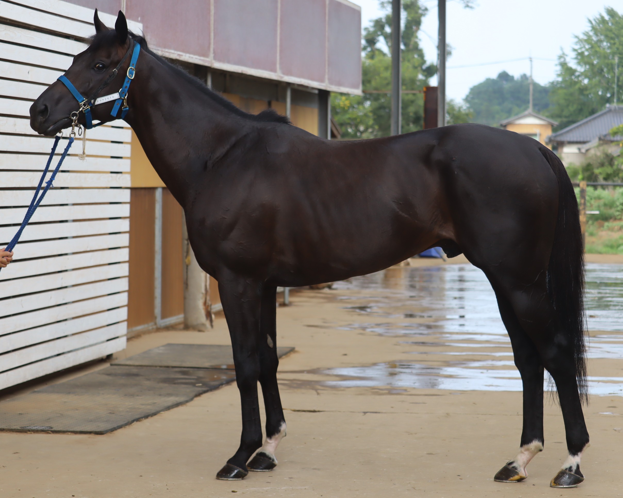 クラウドセイル　　牡６歳　　※中央競馬　登録抹消_main1
