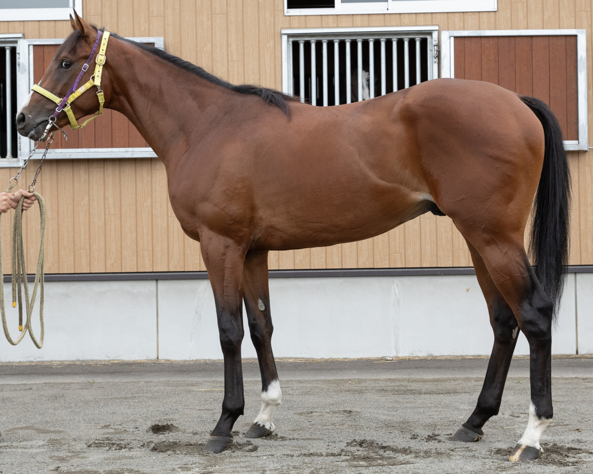 ダースベイスターズ　　牡２歳　　※地方競馬　在籍_main1