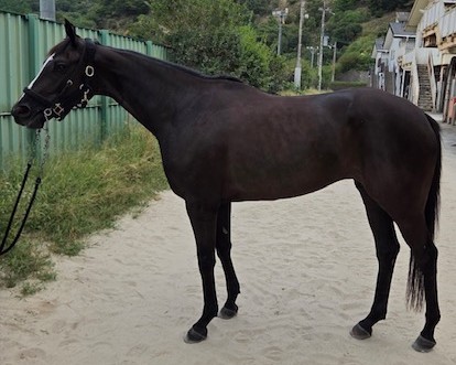 シャンクスレガシー　　牝３歳　　※地方競馬　在籍_main1