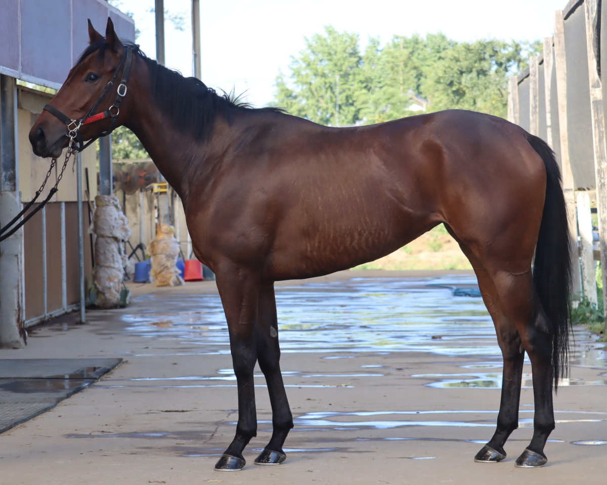 トゥザノースエンド　　牝３歳　　※地方競馬　在籍_main1