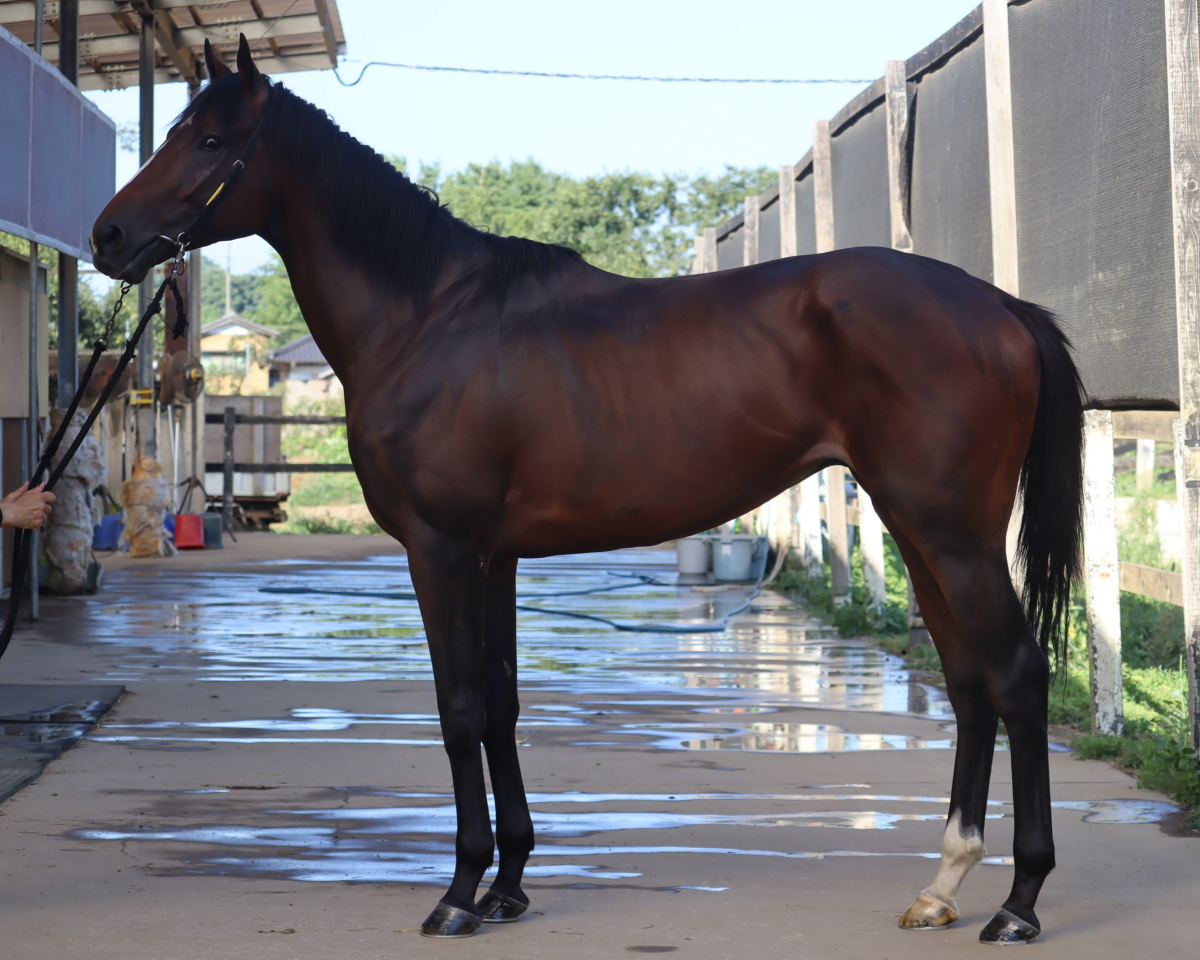 ピカレスクヒーロー　　牡３歳　　※地方競馬　在籍_main1