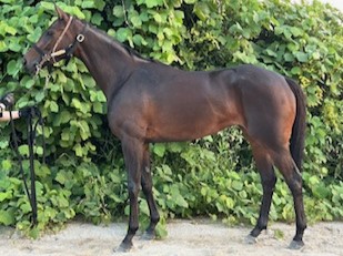 ジーティーユウビ　　牝４歳　　※地方競馬　在籍_main1