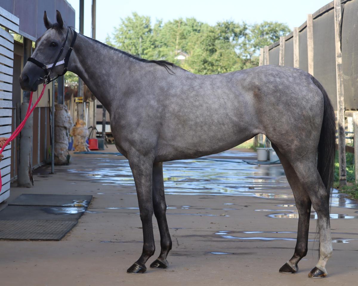 リンテンリュウ　　牝４歳　　※地方競馬　在籍_main1